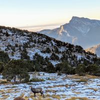 Grand Som CHamois trail